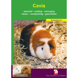 Cavia